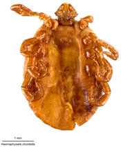 FV